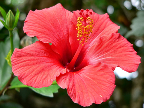 Hibiscus all over the place golden stamens jutting out of scarlet and 